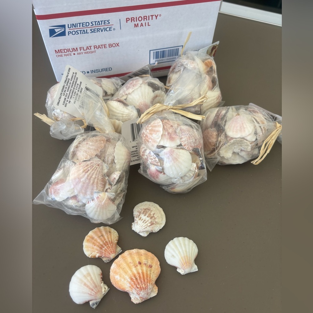 Seashells for Crafting or Coastal Decor - 6 Bags!